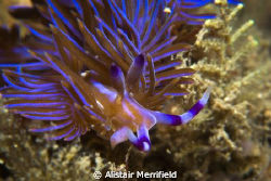 Blue dragon (Pteraeolidia ianthina); Kurnell, Sydney, Aus... by Alistair Merrifield 